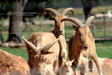 Sheep, Altina Wildlife Safari