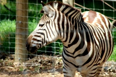 Zebra, Altina Wildlife Safari