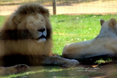 Lion, Altina Wildlife Safari