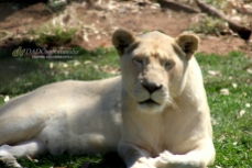Lioness, Altina Wildlife Safari