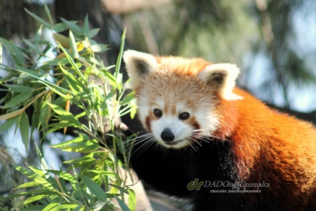 Red Panda, Altina Wildlife Safari