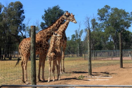 Giraffes, Altina Wildlife Safari